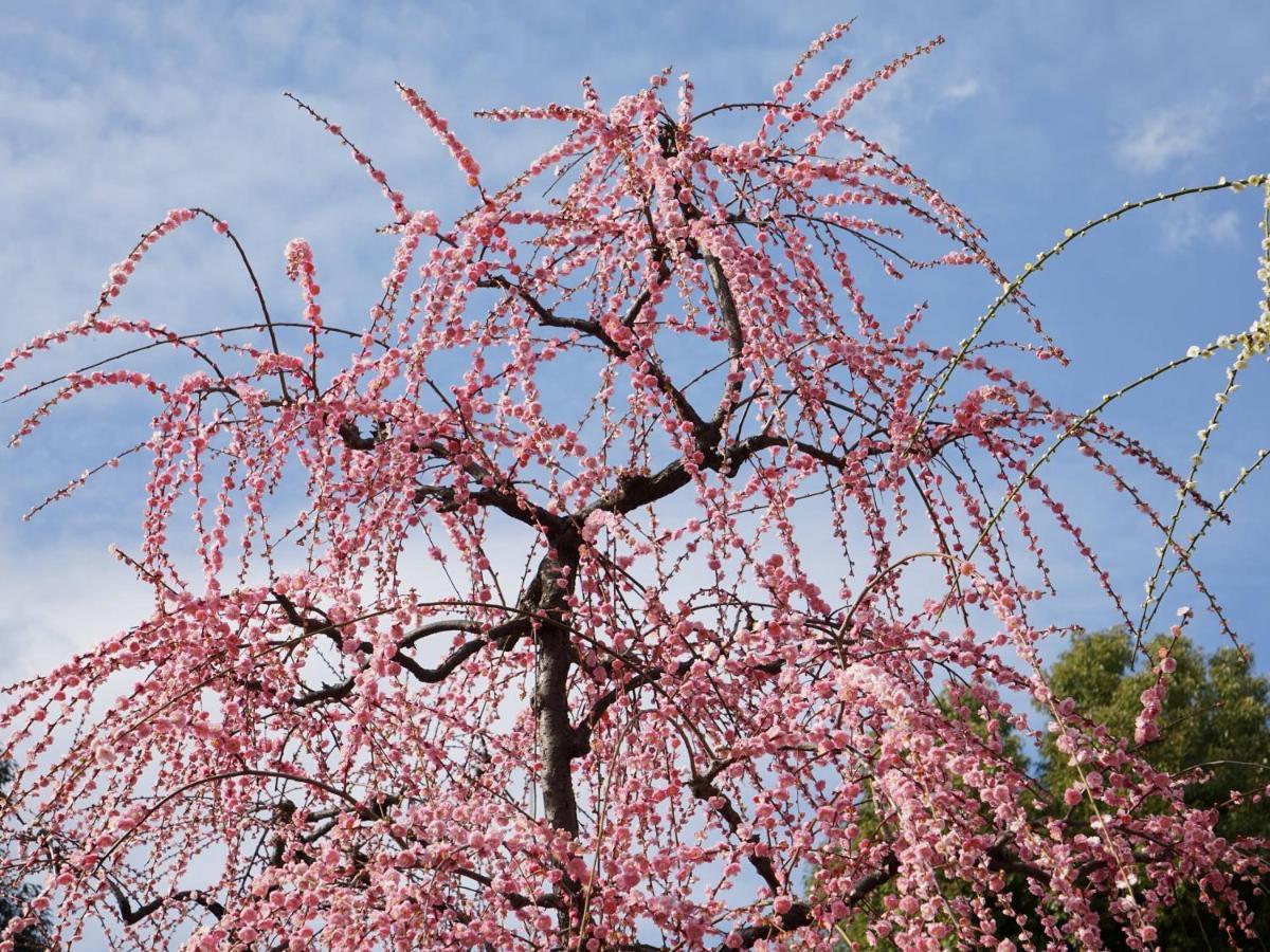 京都japaning度假屋-千久 外观 照片